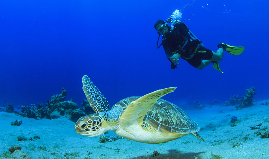 Malediven Tauchferien buchen Mann mit Schildkröte